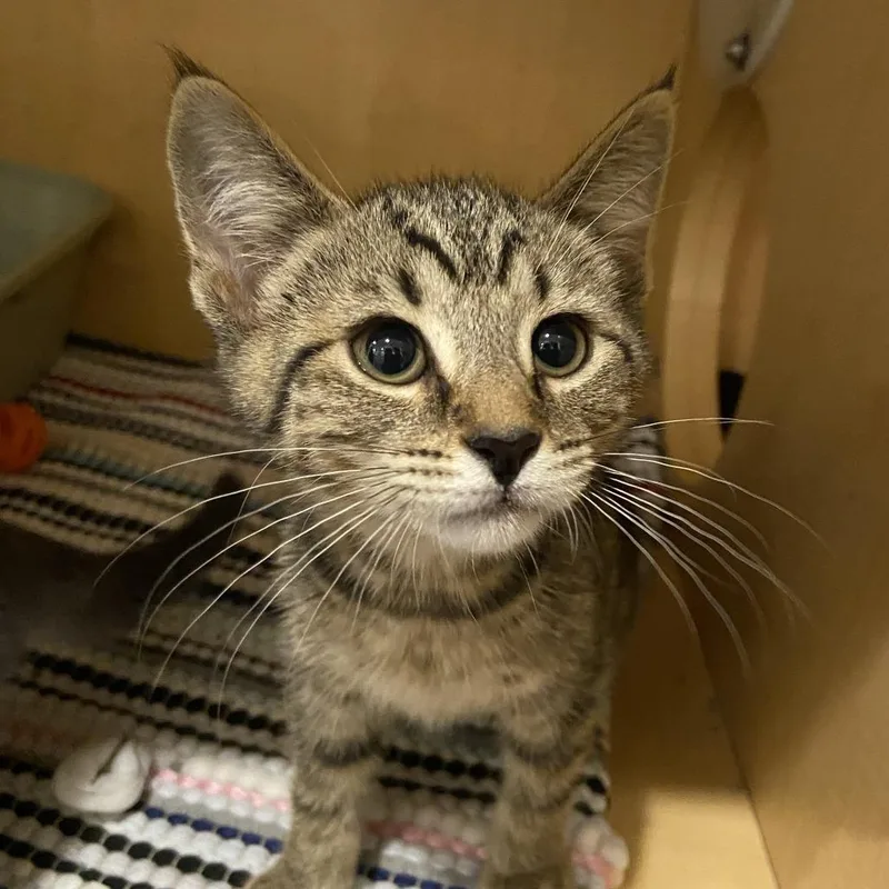 A baby small-sized female Brown / Chocolate Domestic Short Hair cat named Tiger for adoption in Washington Township, OH