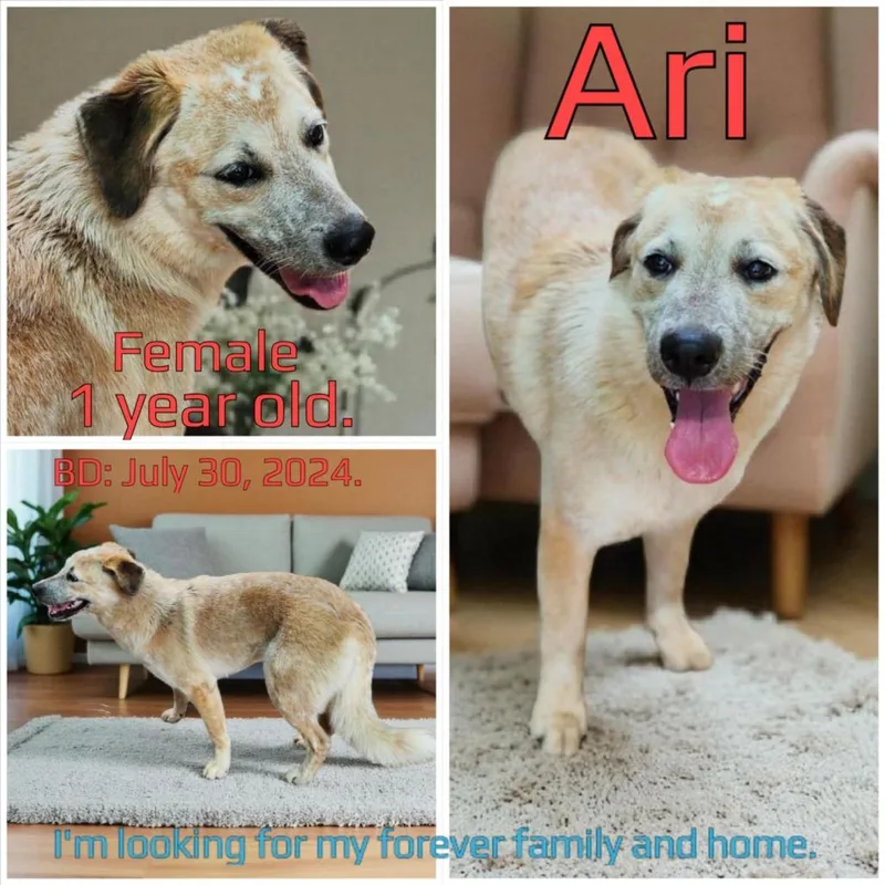 An adult medium-sized female Red / Chestnut / Orange Mixed Breed dog named Ari for adoption in Boaz, AL