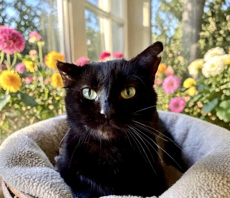 An adult medium-sized female Black Domestic Short Hair cat named Milly for adoption in Perry, IA