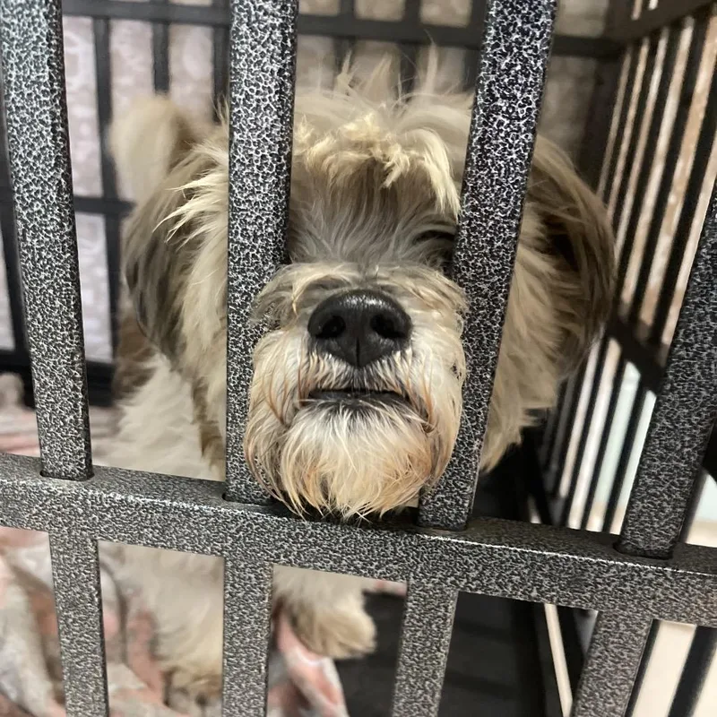 A young small-sized male Mixed Breed dog named Balenciaga for adoption in Newark, NJ