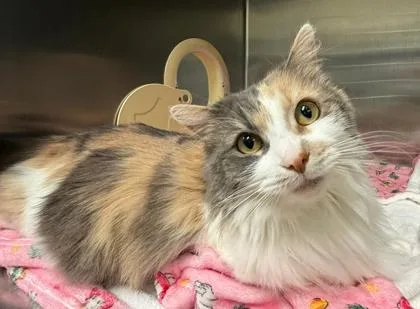 An adult medium-sized female Dilute Calico Domestic Long Hair cat named Hazel for adoption in Lakeside, AZ