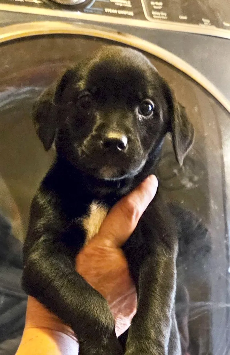 A baby medium-sized female Jack Russell Terrier dog named Cupcake for adoption in Manchester, CT