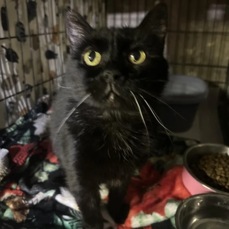An adult small-sized female Black Domestic Short Hair cat named Delilah for adoption in Philadelphia, PA