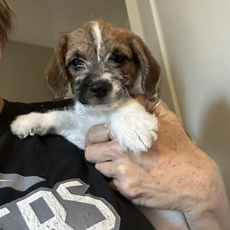 Magnolia thumbnail 2