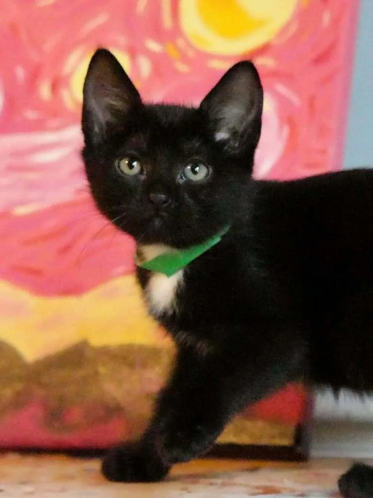 A baby small-sized female Domestic Short Hair cat named Whitney for adoption in Groveland, MA