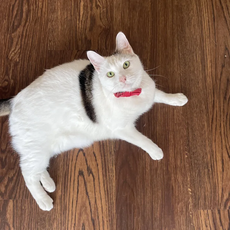 A young extra large-sized male Gray & White Domestic Short Hair cat named Taquito for adoption in Bayside, NY