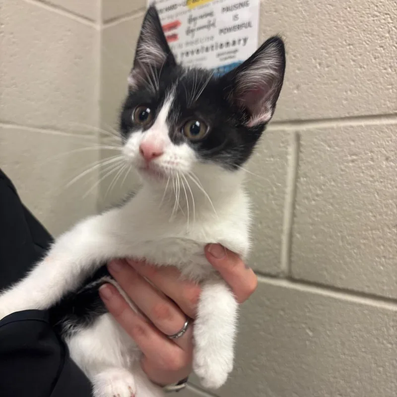 A baby small-sized male Black Domestic Short Hair cat named Merganser for adoption in Evanston, IL