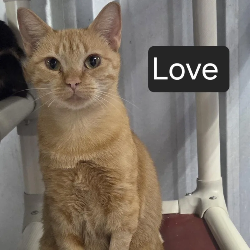 An adult medium-sized female Orange / Red Domestic Short Hair cat named Love for adoption in SNOW HILL, NC