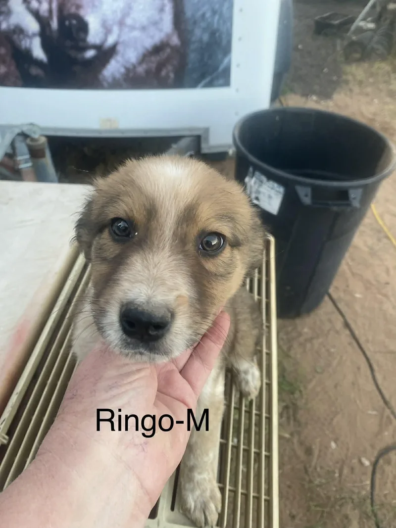 Ringo