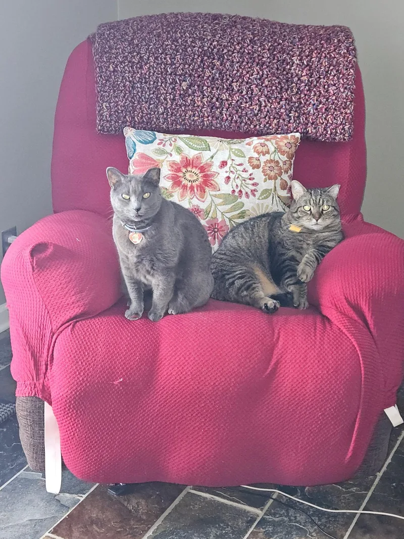 An adult medium-sized female Domestic Short Hair cat named Bianca And Ella for adoption in Indianapolis, IN