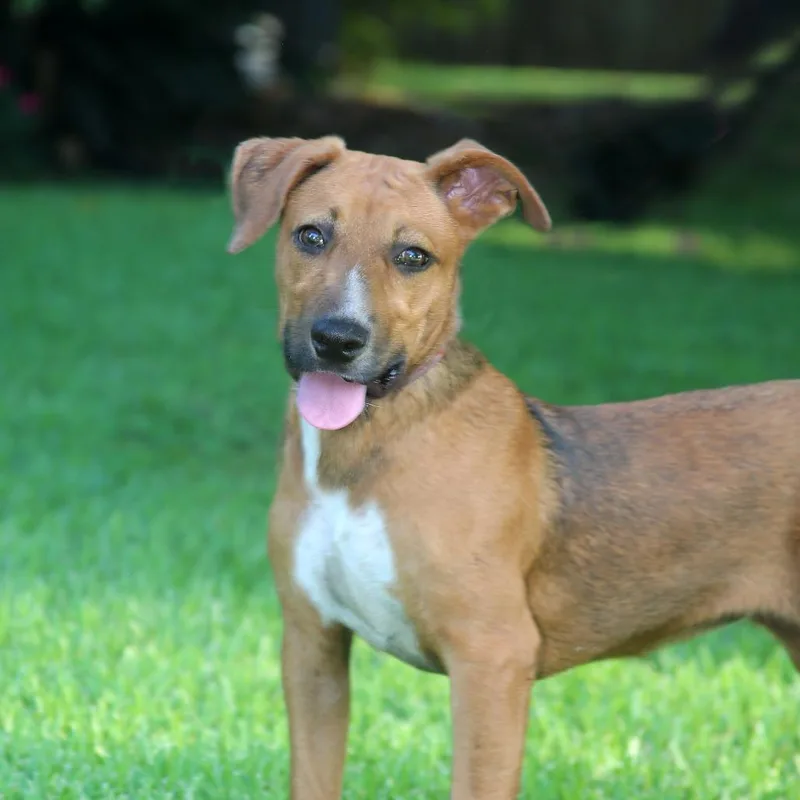 A young medium-sized female Yellow / Tan / Blond / Fawn Mixed Breed dog named Biscuits for adoption in Natchitoches, LA