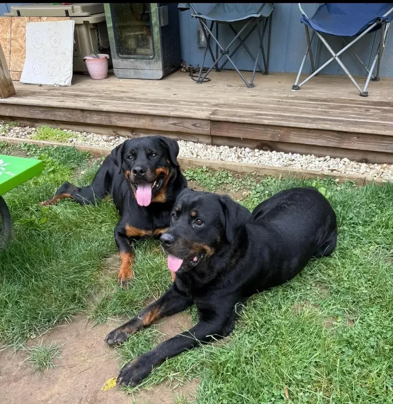 An adult large-sized male Rottweiler dog named Hendrix & Harlee for adoption in Polk, OH