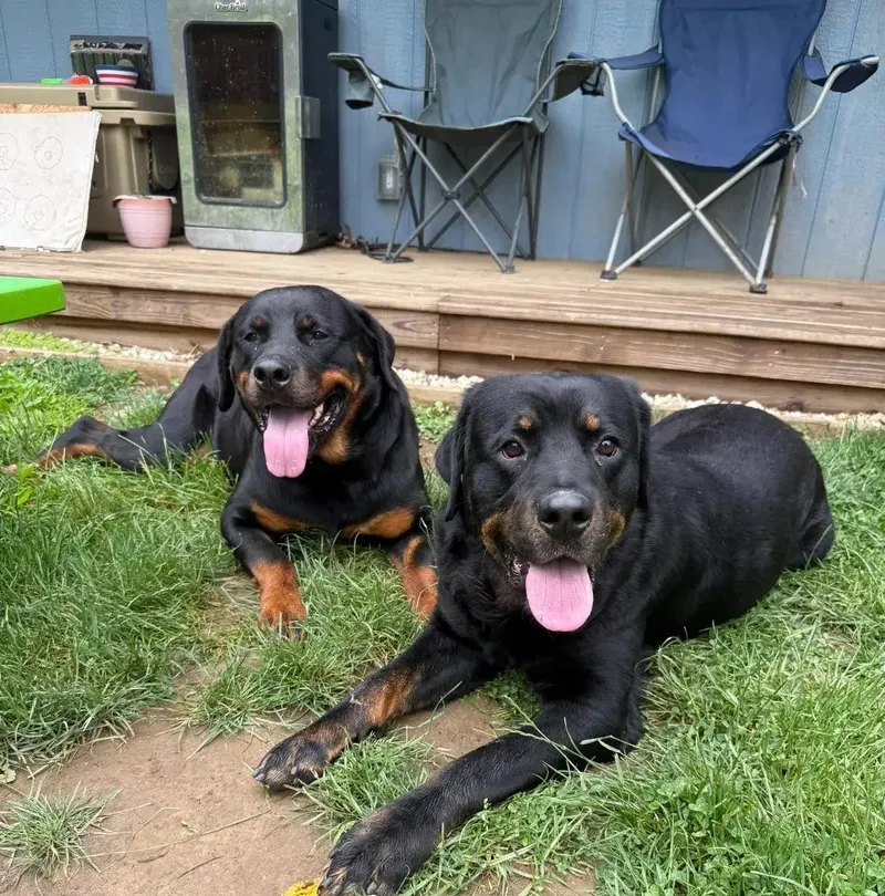 Hendrix & Harlee thumbnail 2