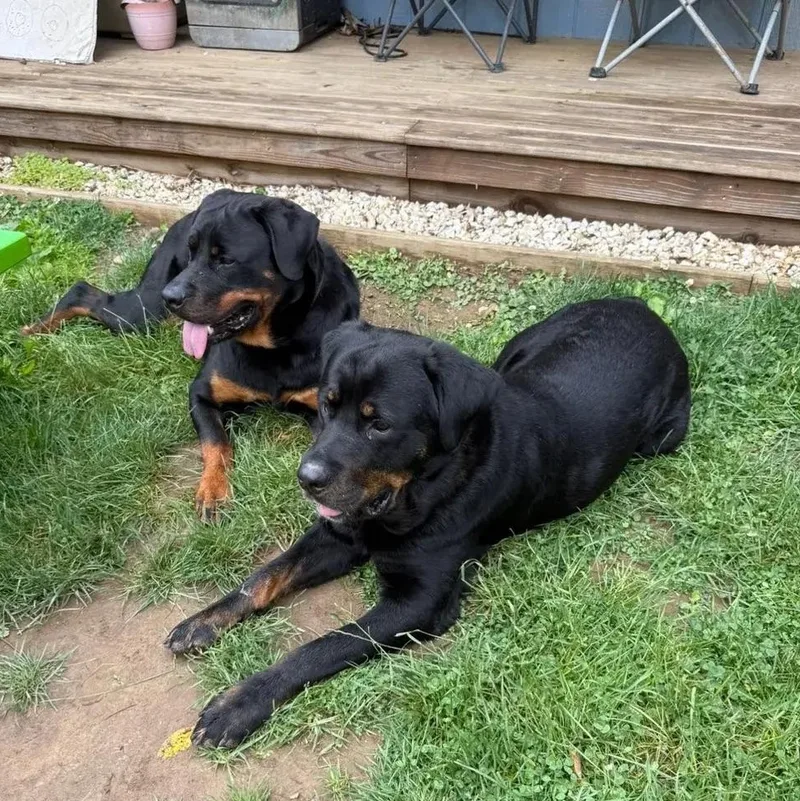 Hendrix & Harlee thumbnail 3