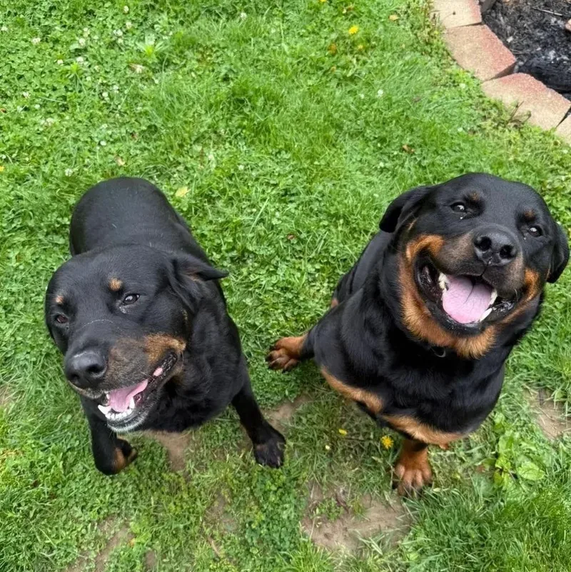 Hendrix & Harlee thumbnail 4