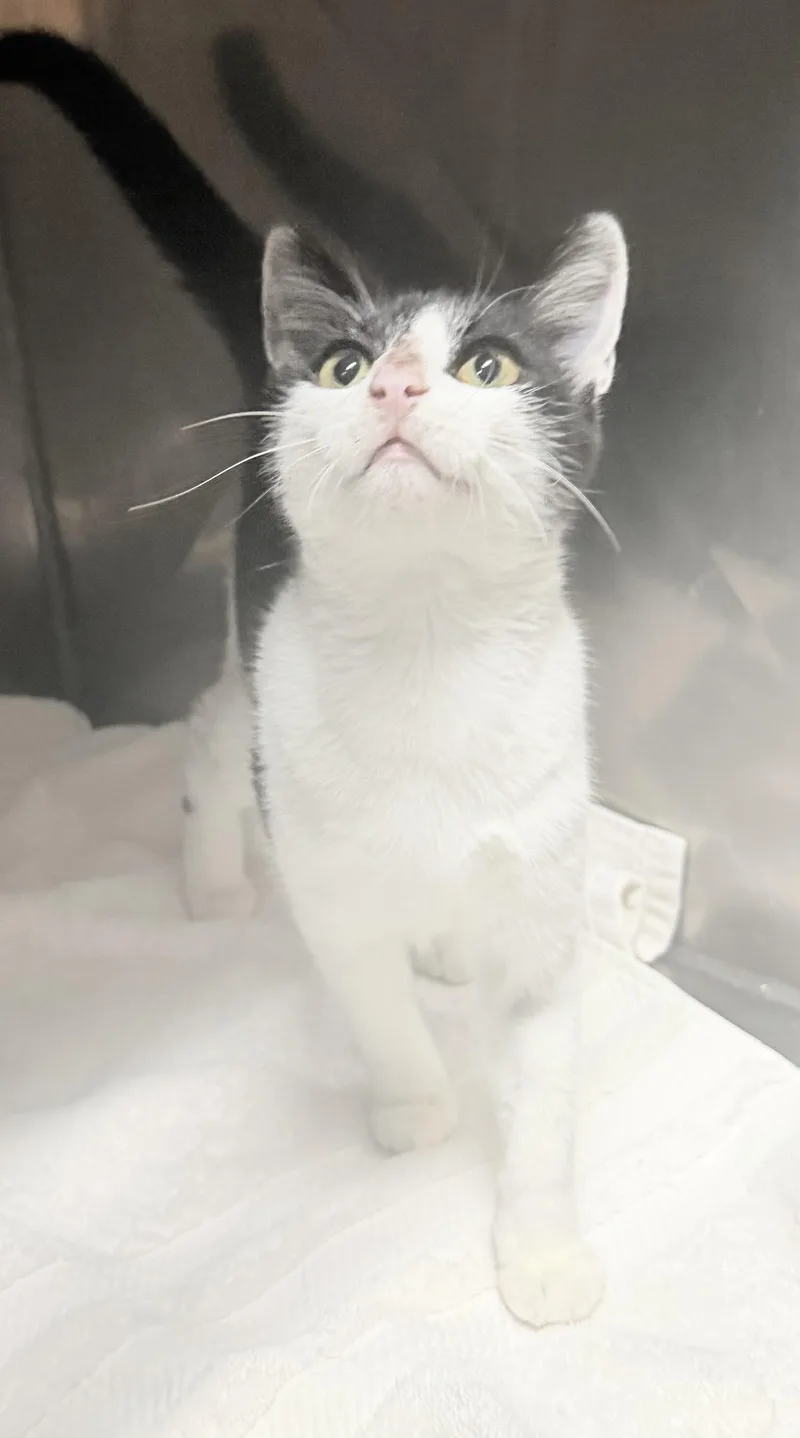 A young medium-sized female Domestic Short Hair cat named Oreo for adoption in Elizabethtown, NC
