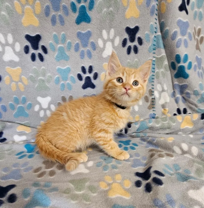 A baby small-sized male Domestic Short Hair cat named Skittles for adoption in Wabash, IN