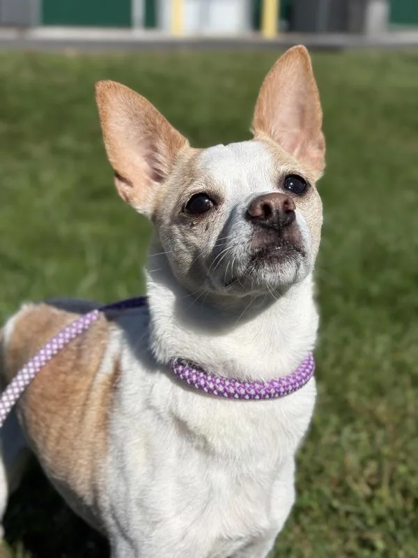 An adult small-sized male Chihuahua dog named Chichi for adoption in Lancaster, OH
