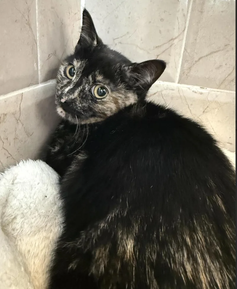 A young medium-sized female Tortoiseshell Domestic Short Hair cat named Popcorn for adoption in New York, NY