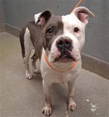 An adult large-sized male Pit Bull Terrier dog named Rogelio for adoption in Las Vegas, NV