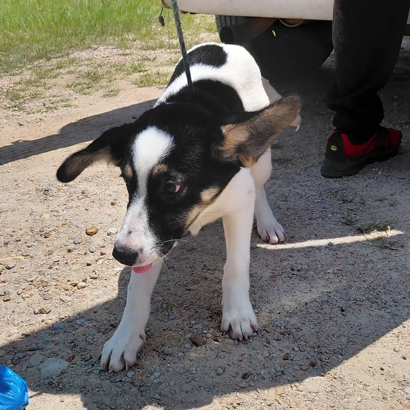 A baby medium-sized female White / Cream Mixed Breed dog named Holly for adoption in LOXAHATCHEE, FL