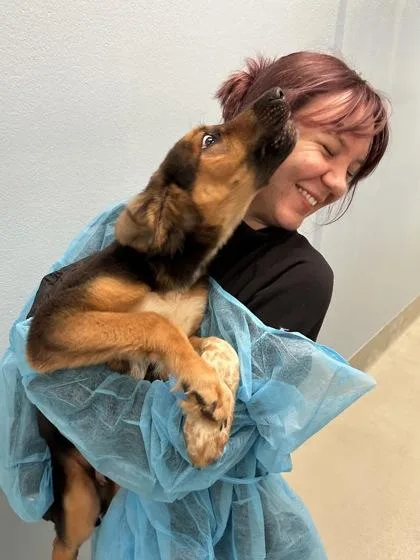 A baby large-sized male Mixed Breed dog named Thomas for adoption in Wichita, KS