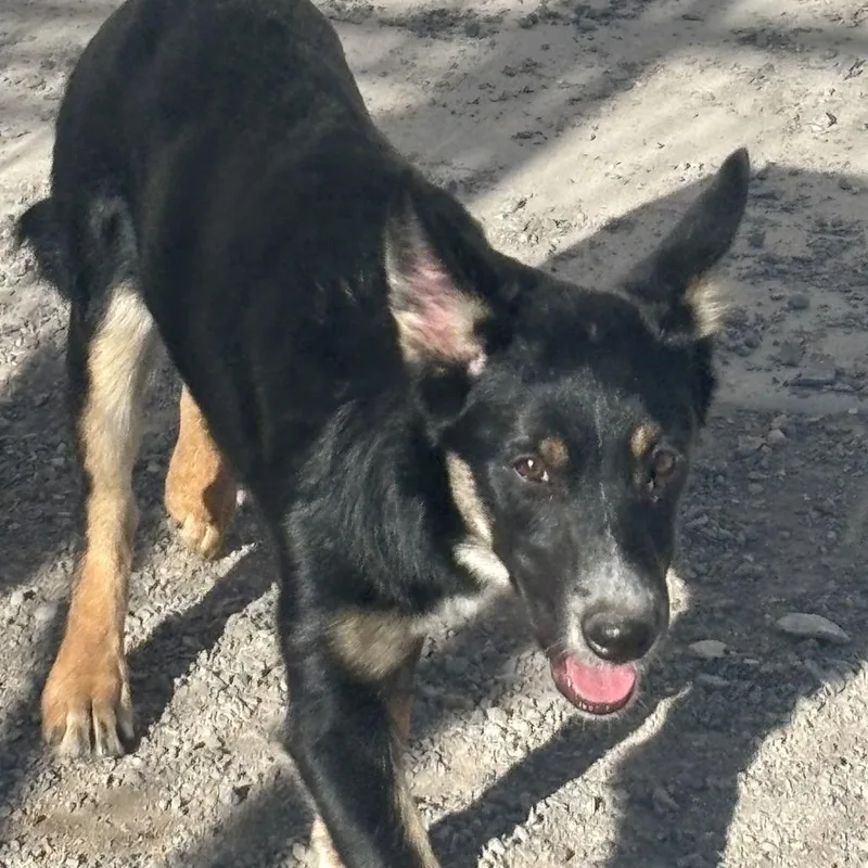 A young medium-sized female Black Husky dog named Blair for adoption in Kanab, UT