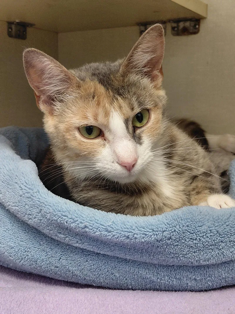 An adult medium-sized female Domestic Short Hair cat named Jasmine for adoption in Montello, WI