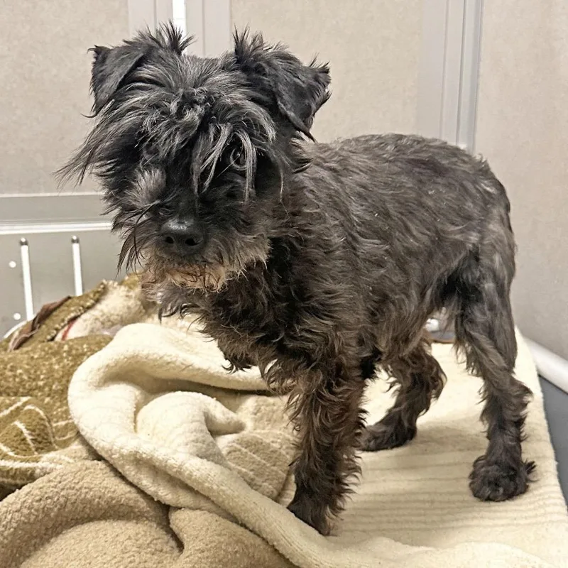 A senior small-sized male Black Mixed Breed dog named Walter for adoption in Hailey, ID