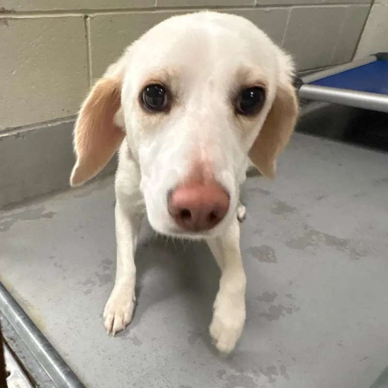 An adult medium-sized male White / Cream Labrador Retriever dog named Lake for adoption in Batavia, OH