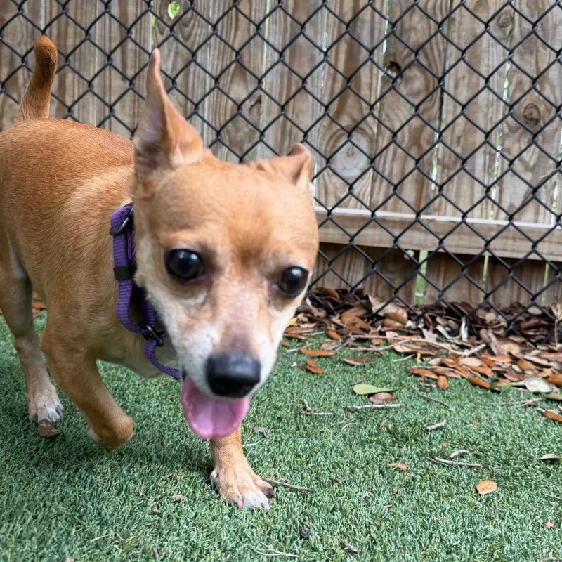 An adult small-sized male Yellow / Tan / Blond / Fawn Chihuahua dog named Jasper for adoption in Lakeland, FL