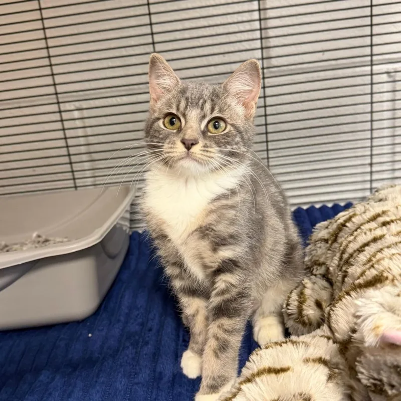 A baby small-sized female Gray / Blue / Silver Domestic Short Hair cat named Devon for adoption in Hampton Bays, NY