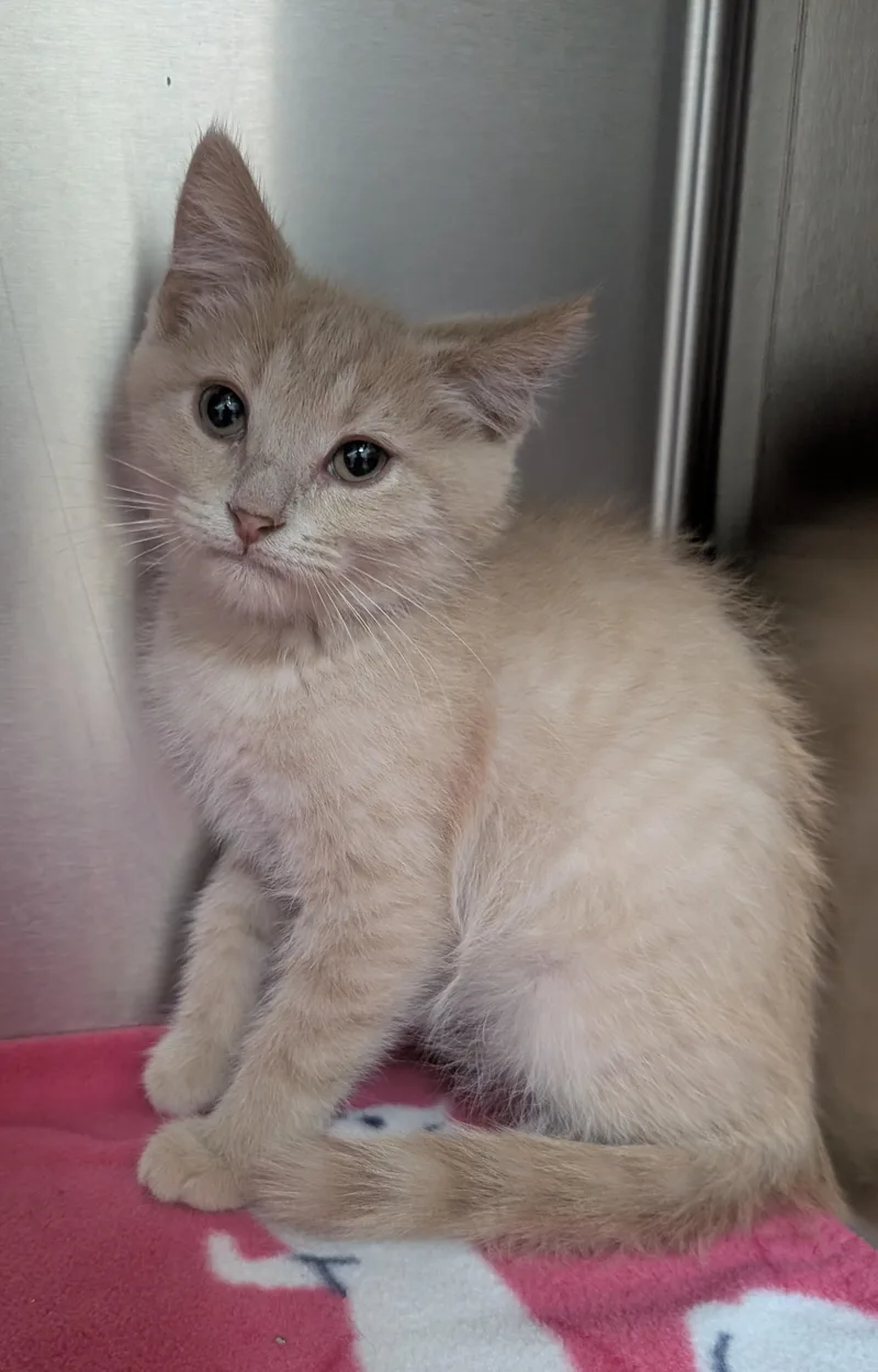 A young small-sized male Buff / Tan / Fawn Domestic Short Hair cat named Kevin for adoption in New Ulm, MN