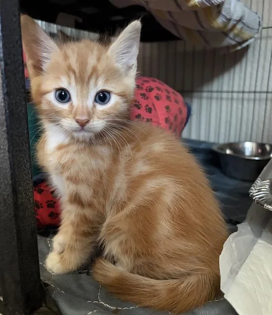 A baby small-sized male Domestic Short Hair cat named Pepperjack for adoption in Sacramento, CA