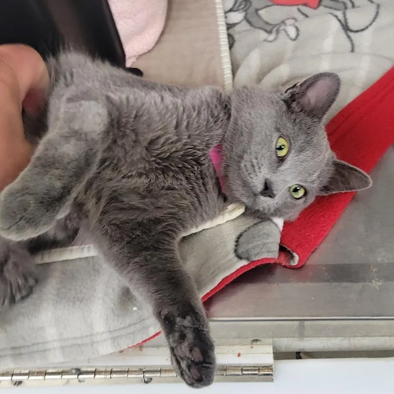 A young small-sized female Gray / Blue / Silver Domestic Short Hair cat named Pebbles for adoption in Albuquerque, NM