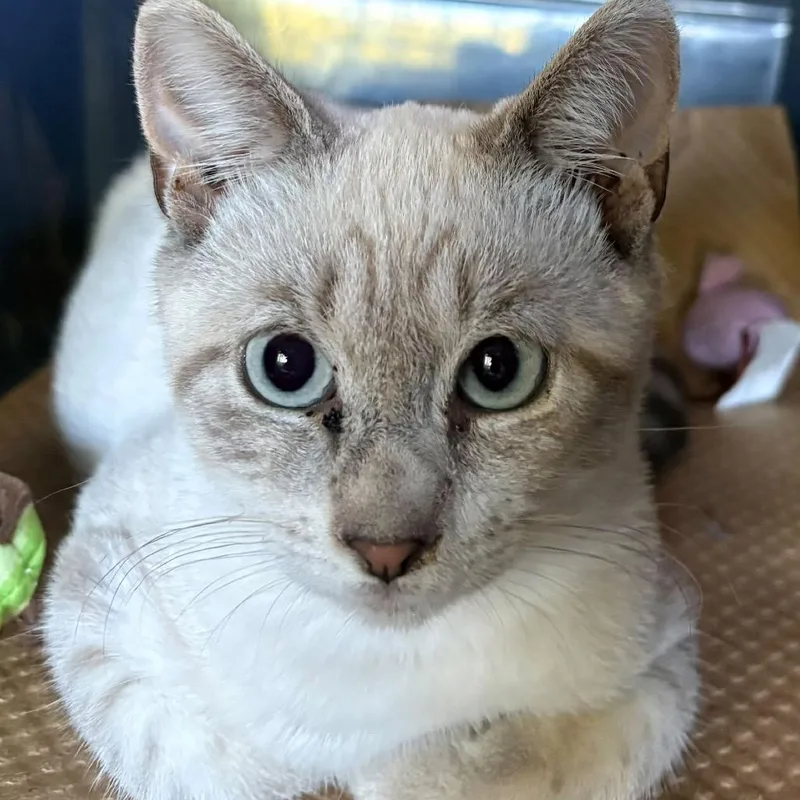 Douglas