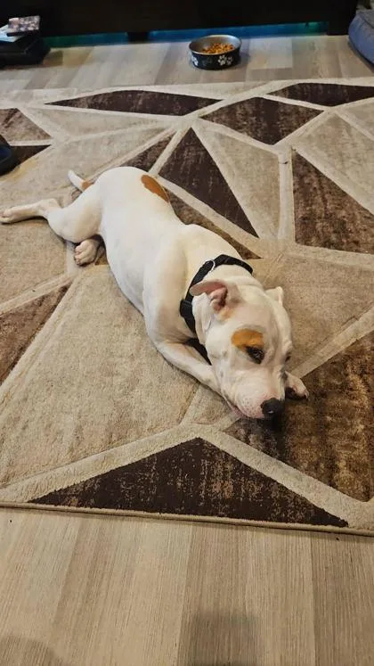 A baby medium-sized male Mixed Breed dog named Spot for adoption in Hobart, IN