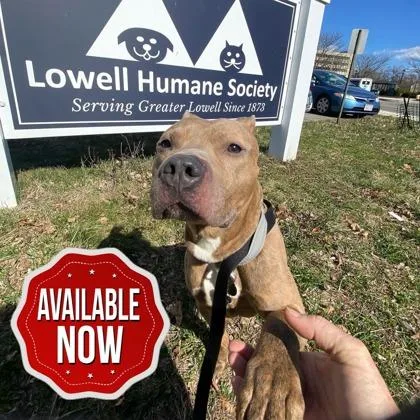 An adult medium-sized male Pit Bull Terrier dog named Binki for adoption in Lowell, MA