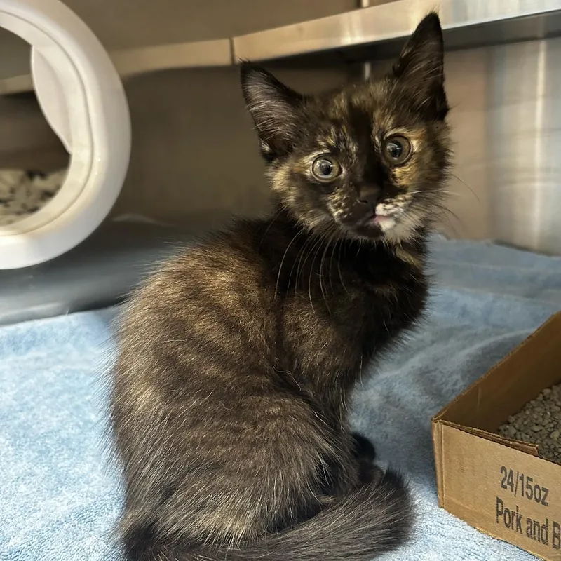 A baby small-sized female Domestic Medium Hair cat named Katniss for adoption in Delaware, OH