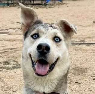 An adult large-sized male White / Cream Mixed Breed dog named Alikai for adoption in Georgetown, TX