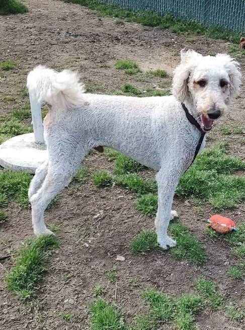 An adult medium-sized male White / Cream Goldendoodle dog named Skipper for adoption in Cape May Court House, NJ