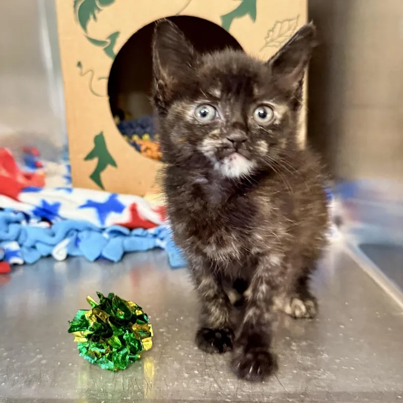 A baby small-sized female Black Domestic Short Hair cat named Vogue for adoption in Palm Springs, CA