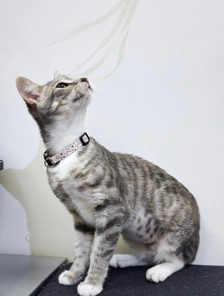 A young medium-sized female Gray & White Domestic Short Hair cat named Arista for adoption in Deltona, FL