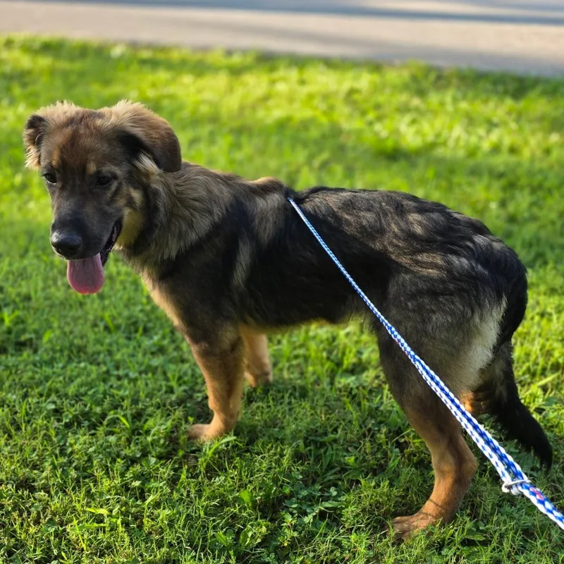 A young medium-sized female Brown / Chocolate German Shepherd Dog dog named Strudel for adoption in Jasper, IN