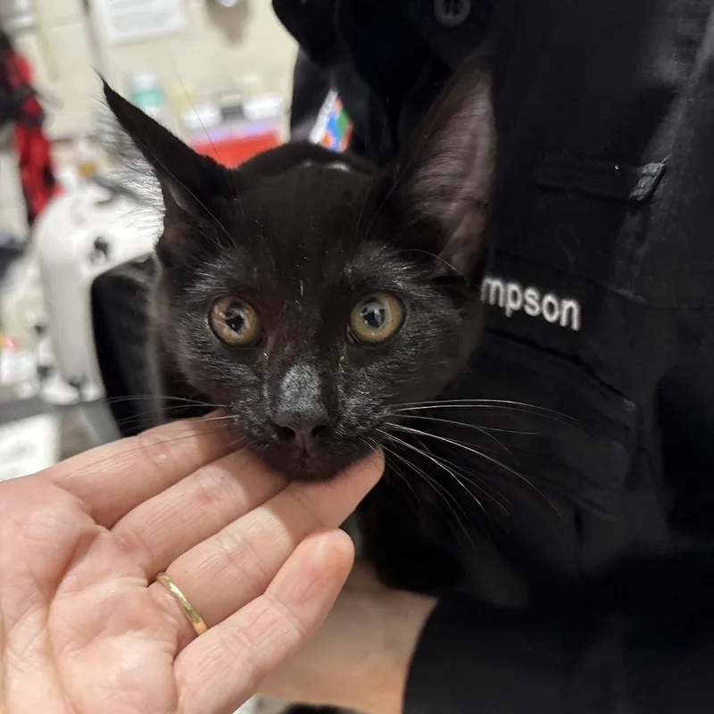 A baby small-sized female Black Domestic Short Hair cat named Tavia for adoption in Milton, FL