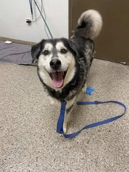 An adult extra large-sized male Siberian Husky dog named Blue for adoption in Vancouver, WA