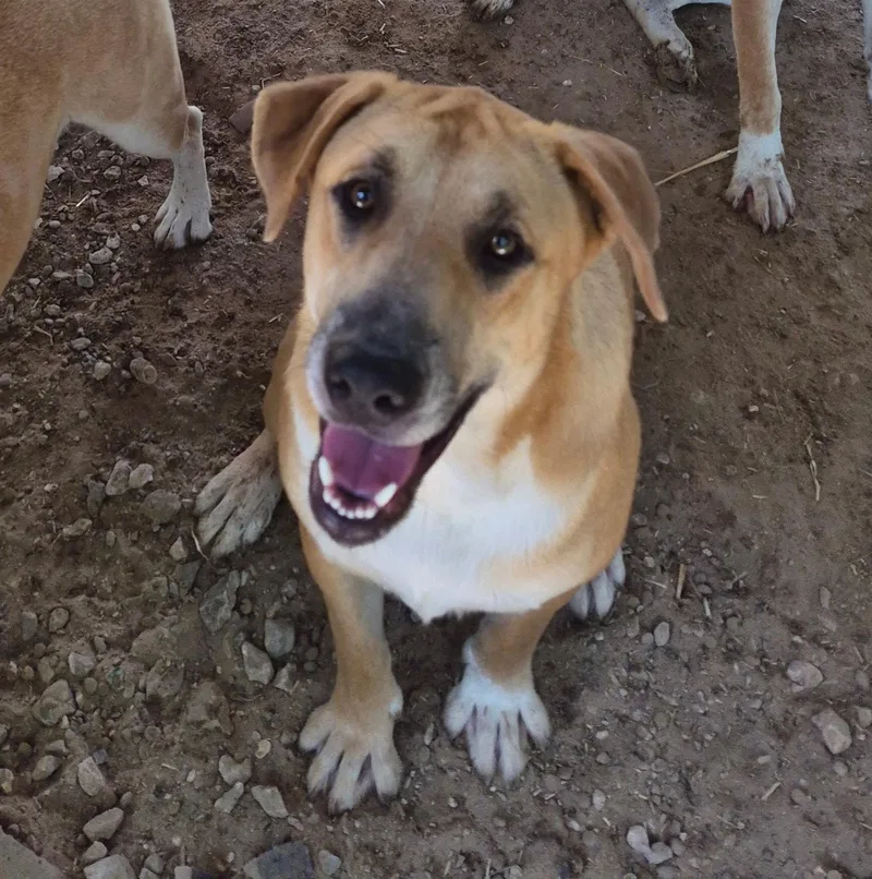 A young medium-sized male Yellow / Tan / Blond / Fawn Catahoula Leopard Dog dog named Bubba for adoption in Livingston, TX