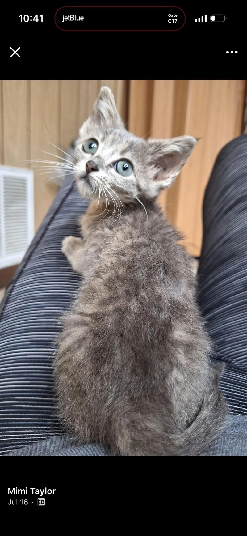 A baby medium-sized female Gray / Blue / Silver Domestic Medium Hair cat named Meadowlark for adoption in Woodlawn, TN
