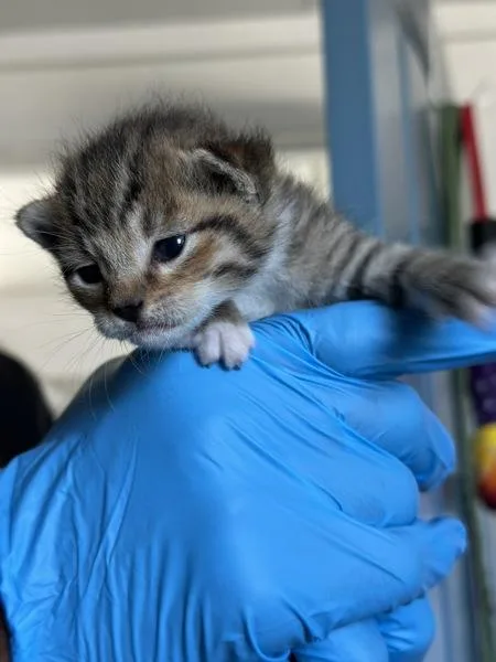 A baby small-sized male Domestic Short Hair cat named Ryan Gusling for adoption in Vallejo, CA