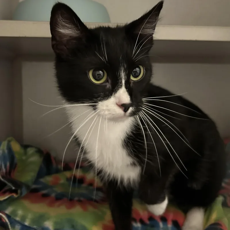 An adult medium-sized female Black & White / Tuxedo Domestic Short Hair cat named Yelena for adoption in Mason City, IA